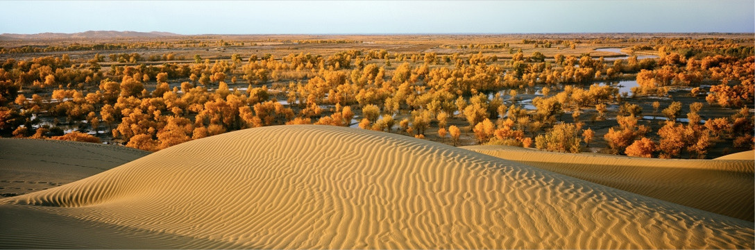 大漠胡杨  高清大图