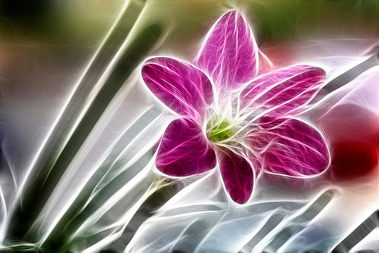 無框畫 蘭花