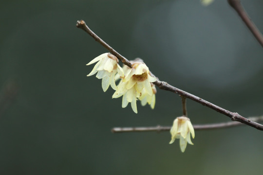 腊梅 梅花