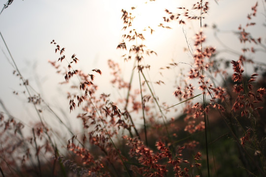 野草 田野