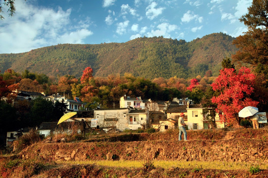 田园风光 塔川 秋色 皖南民居 红叶