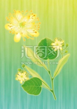 萊姆花