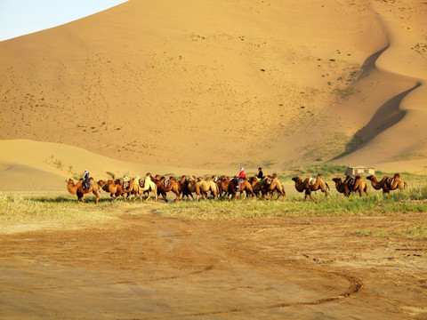 巴丹吉林沙漠 驼队
