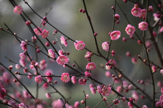 梅花