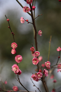 梅花