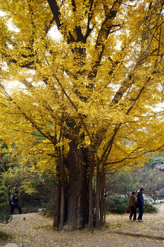 香山公园