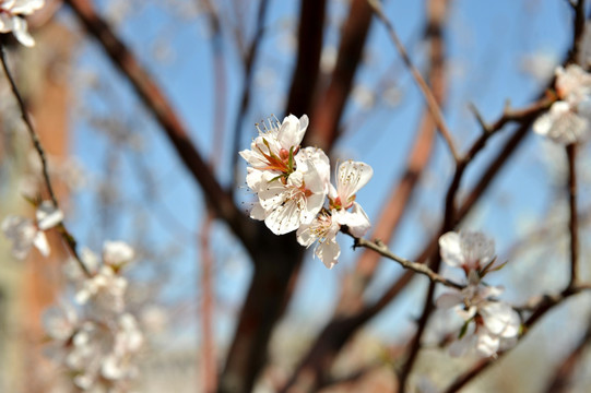 桃花