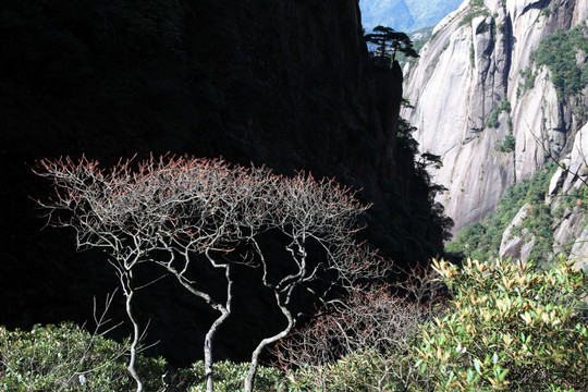 三清山之秋