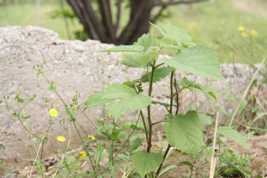 野草黄花