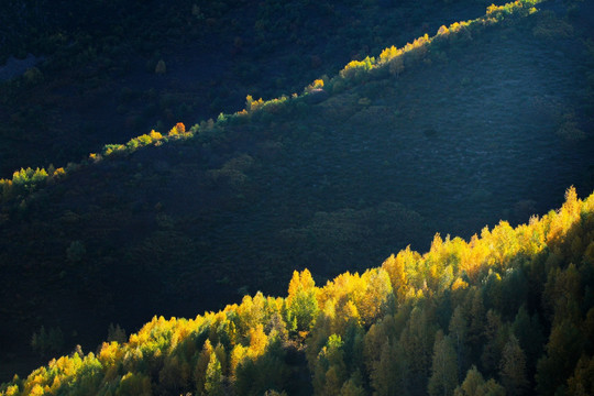 金黄山谷