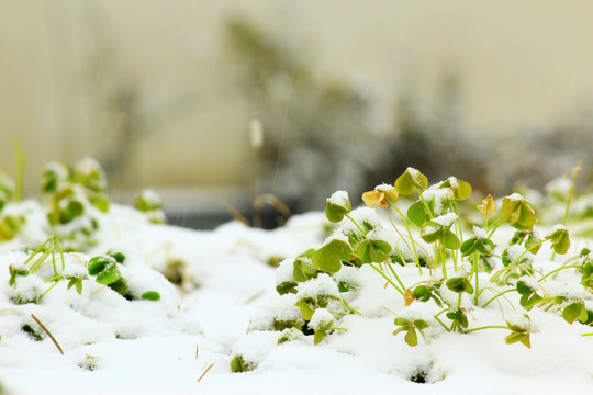 雪景