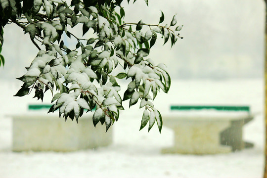 雪景