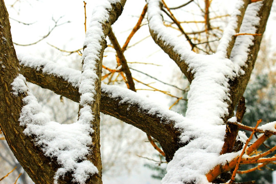 雪景