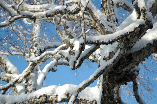 冬日冰雪树杆素材