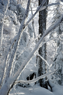 冰雪森林