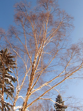 冬日阳光下的岳桦树