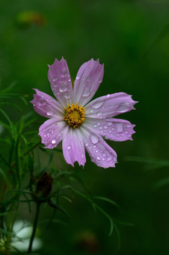 波斯菊