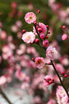 花团锦簇