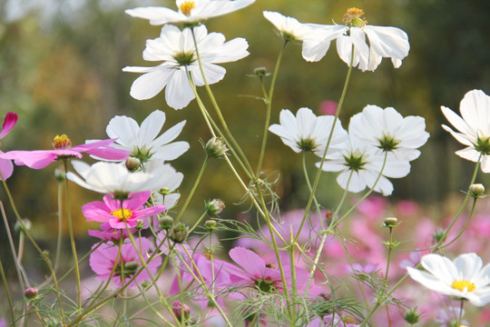 百花