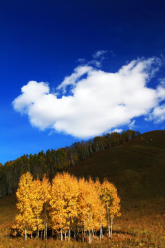 秋树云朵