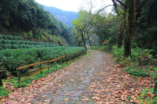 龙井山