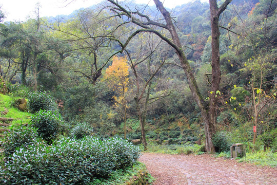 龙井山风景