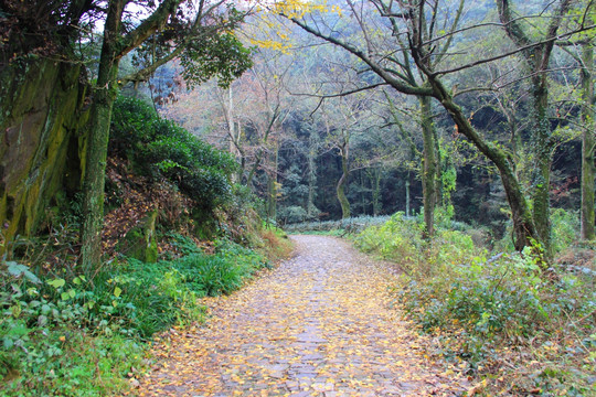 龙井山风景