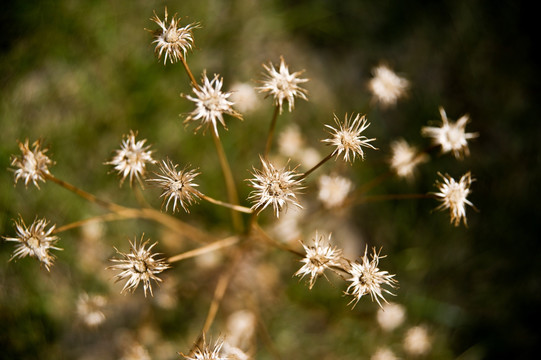 野草