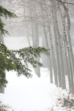 冬雪