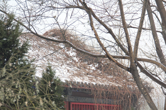 雪景