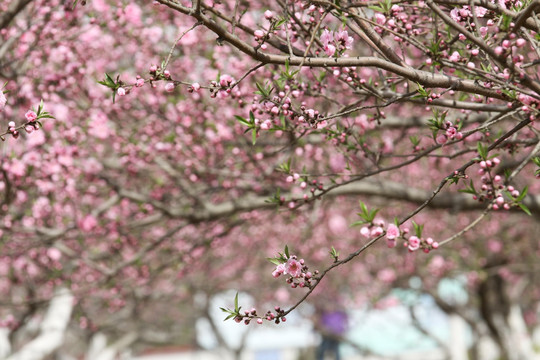 桃花 桃花林