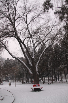 雪后公园