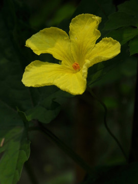 丝瓜花