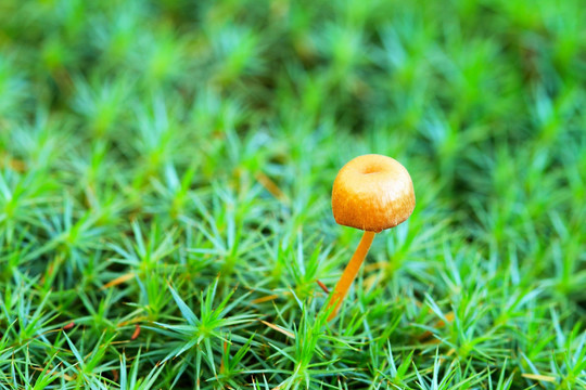 小草蘑菇