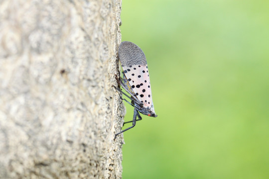 斑衣蜡蝉 昆虫