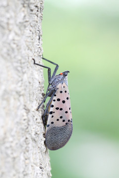 斑衣蜡蝉 昆虫