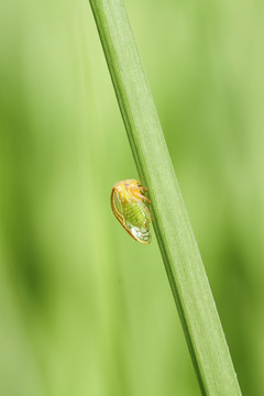 叶蝉 草丛 角蝉