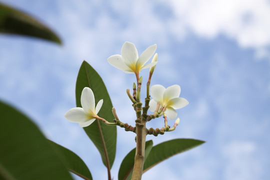 鸡蛋花 热带花卉