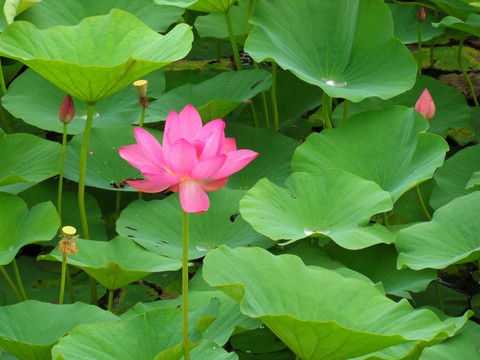 二龙湖荷花