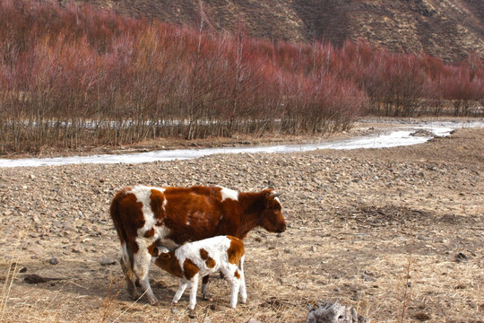 东北雪乡