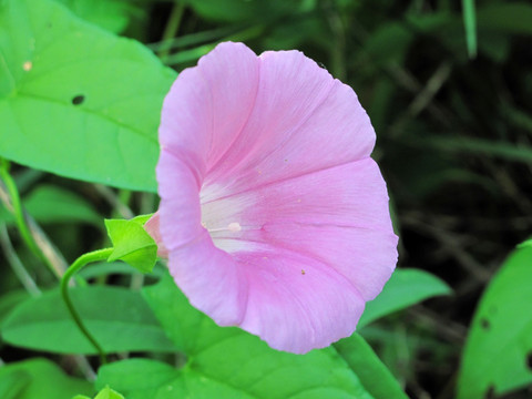 野生 牵牛花