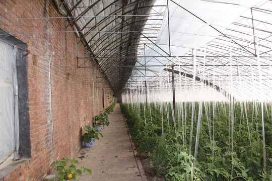 日光温室番茄栽培