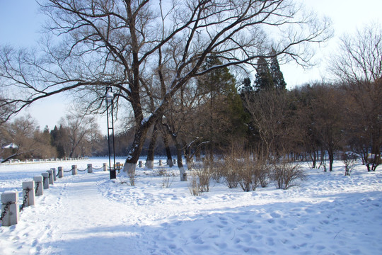 雪景