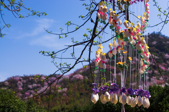 仙山樱花