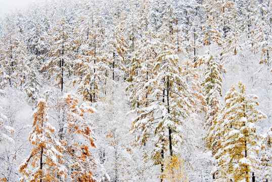 秋林雪韵