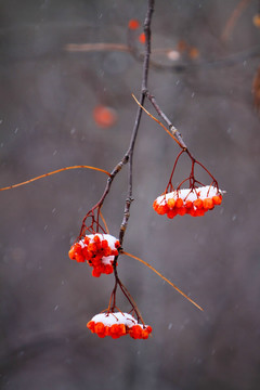 雪景红果