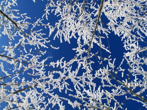 雪林