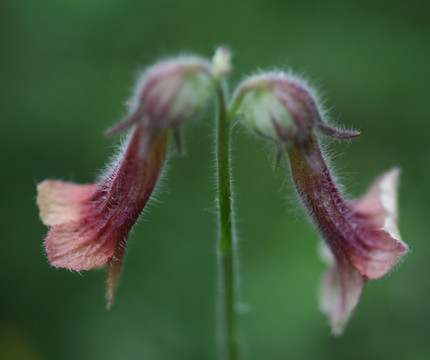 地黄花