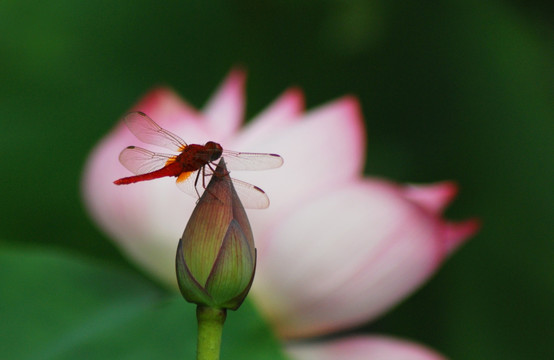 红蜻蜓