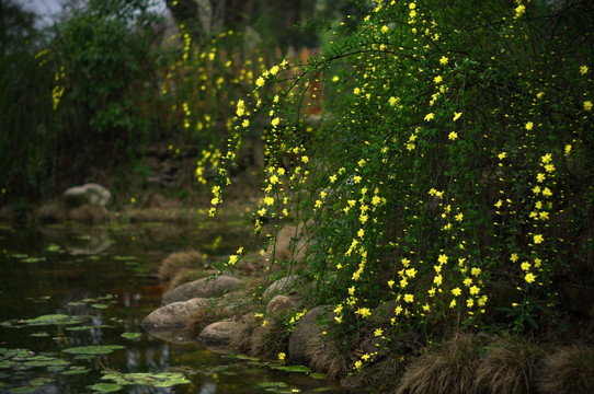 迎春花